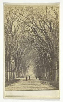 Untitled (avenue of trees), 1840-1900. Creator: Unknown