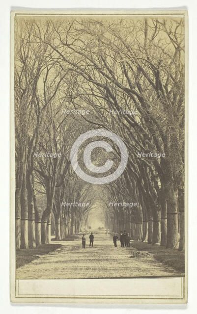 Untitled (avenue of trees), 1840-1900.  Creator: Unknown.