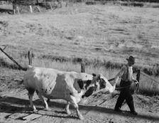 Untitled, between 1935 and 1942. Creator: Dorothea Lange