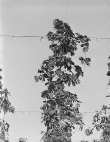 Untitled, between 1935 and 1942. Creator: Dorothea Lange