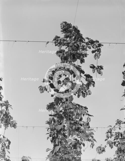 Untitled, between 1935 and 1942. Creator: Dorothea Lange.