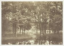 Untitled, c. 1850. [Trees near water in the Bois de Boulogne, a park in Paris]. Creator: Charles Marville