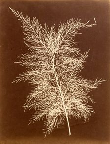 Untitled, c.1851. Creator: Unknown