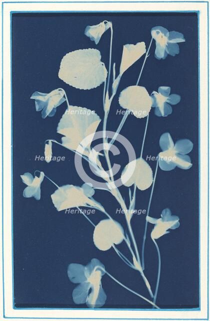 Untitled, c. 1900. Creator: Bertha Evelyn Jacques.