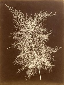 Untitled, c.1851. Creator: Unknown