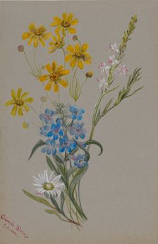 (Untitled, Group of Flowers), 1883. Creator: Mary Vaux Walcott