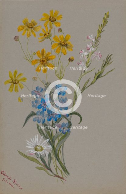 (Untitled, Group of Flowers), 1883. Creator: Mary Vaux Walcott.