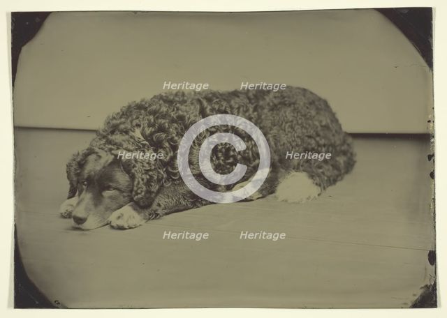 Untitled (Dog), 1850/99. Creator: Unknown.
