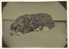 Untitled (Dog), 1850/99. Creator: Unknown