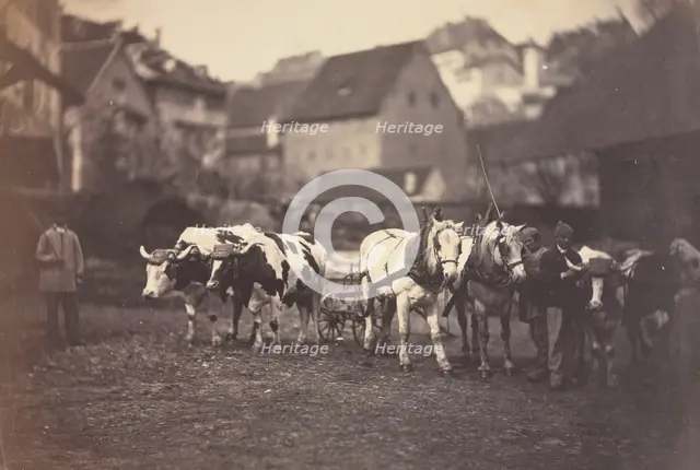 Untitled (Farm Animals), 1850's. Creator: Adolphe Braun (French, 1812-1877).