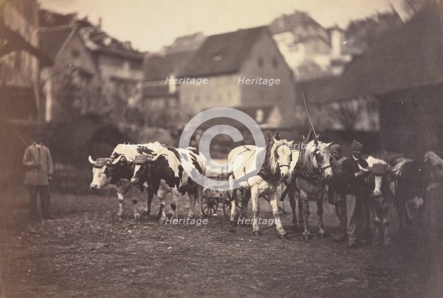 Untitled (Farm Animals), 1850's. Creator: Adolphe Braun (French, 1812-1877).