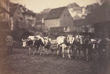 Untitled (Farm Animals), 1850's. Creator: Adolphe Braun (French, 1812-1877)