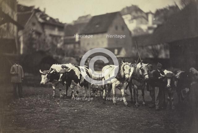 Untitled (Farm Animals), 1850's. Creator: Adolphe Braun (French, 1812-1877).