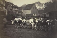 Untitled (Farm Animals), 1850's. Creator: Adolphe Braun (French, 1812-1877)