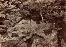 Untitled (Fern Study), late 1870s. Creator: Frank Meadow Sutcliffe (British, 1853-1941)