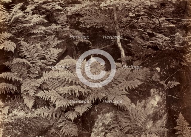 Untitled (Fern Study), late 1870s. Creator: Frank Meadow Sutcliffe (British, 1853-1941).