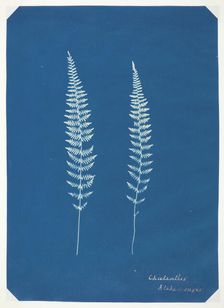Untitled [ferns], c. 1850. Creator: Unknown