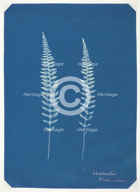 Untitled [ferns], c. 1850.  Creator: Unknown.