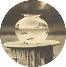 Untitled (Fishbowl), c. 1888. Creator: Unknown