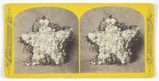 Untitled (Flower Arrangement), 1875/99. Creator: W.G.C. Kimball