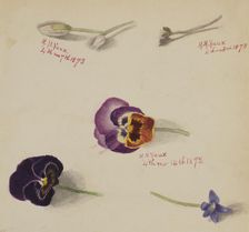 (Untitled--Flower Study), 1873. Creator: Mary Vaux Walcott