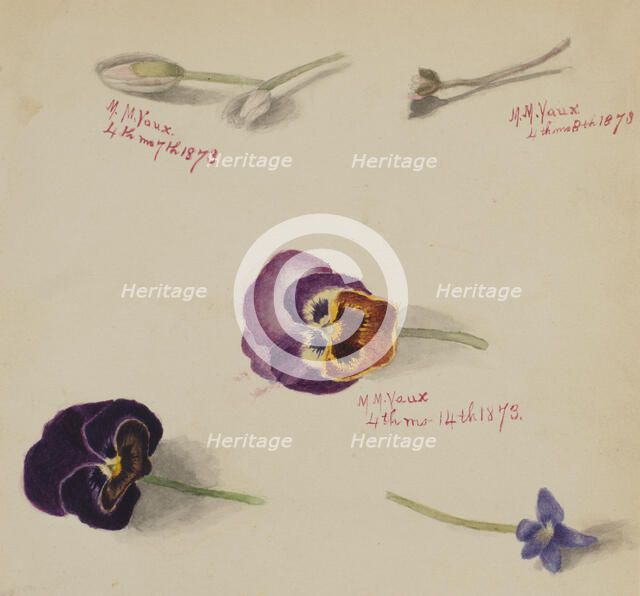(Untitled--Flower Study), 1873. Creator: Mary Vaux Walcott.