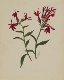 (Untitled--Flower Study), 1876. Creator: Mary Vaux Walcott