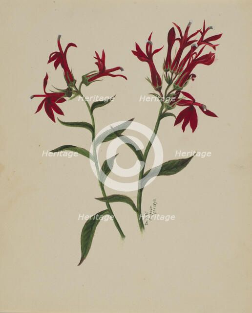 (Untitled--Flower Study), 1876. Creator: Mary Vaux Walcott.