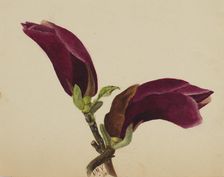 (Untitled--Flower Study), 1876. Creator: Mary Vaux Walcott