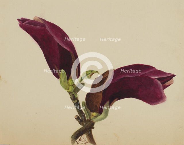 (Untitled--Flower Study), 1876. Creator: Mary Vaux Walcott.