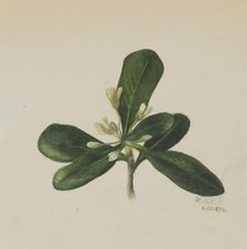 (Untitled--Flower Study), 1876. Creator: Mary Vaux Walcott