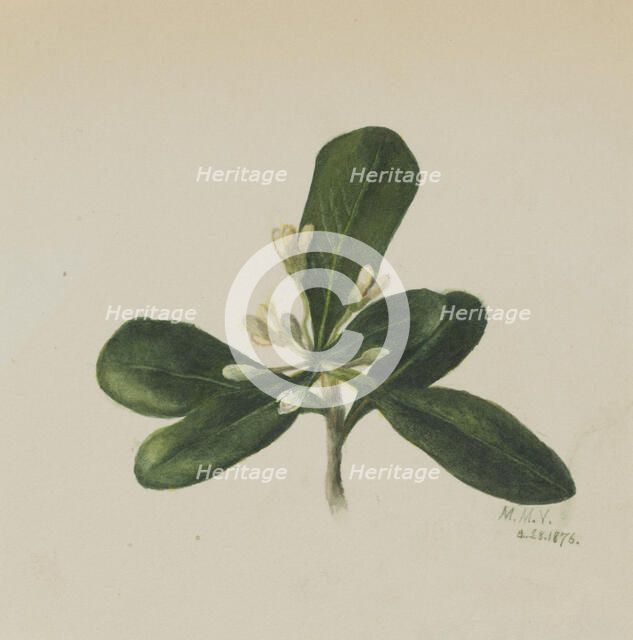 (Untitled--Flower Study), 1876. Creator: Mary Vaux Walcott.