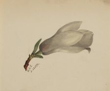 (Untitled--Flower Study), 1876. Creator: Mary Vaux Walcott