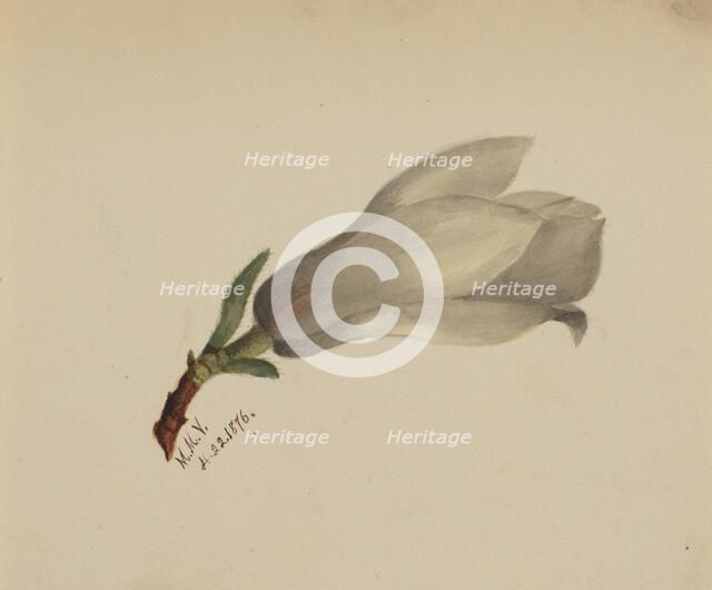 (Untitled--Flower Study), 1876. Creator: Mary Vaux Walcott.