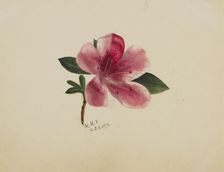 (Untitled--Flower Study), 1876. Creator: Mary Vaux Walcott