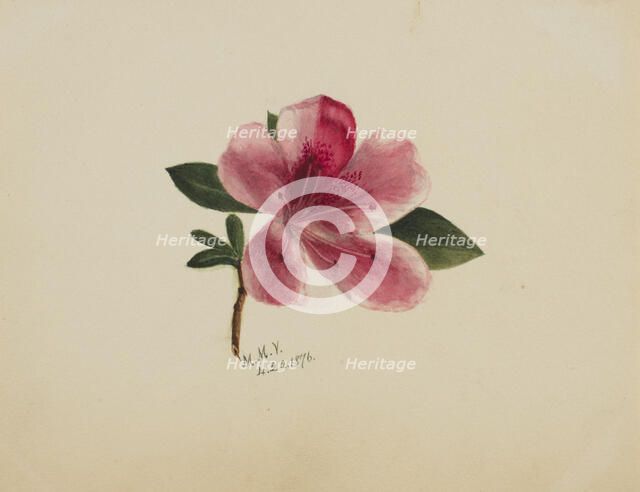 (Untitled--Flower Study), 1876. Creator: Mary Vaux Walcott.