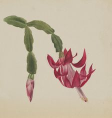 (Untitled--Flower Study), 1878. Creator: Mary Vaux Walcott