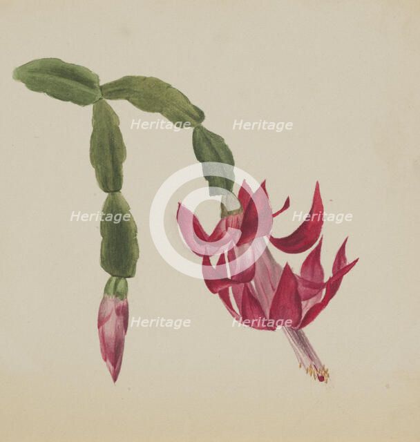 (Untitled--Flower Study), 1878. Creator: Mary Vaux Walcott.