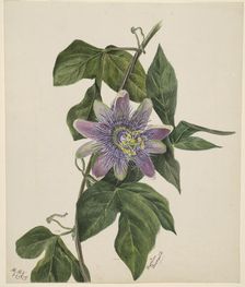 (Untitled--Flower Study), 1879. Creator: Mary Vaux Walcott