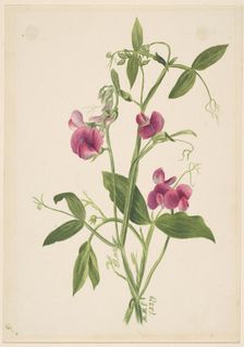 (Untitled--Flower Study), 1879. Creator: Mary Vaux Walcott