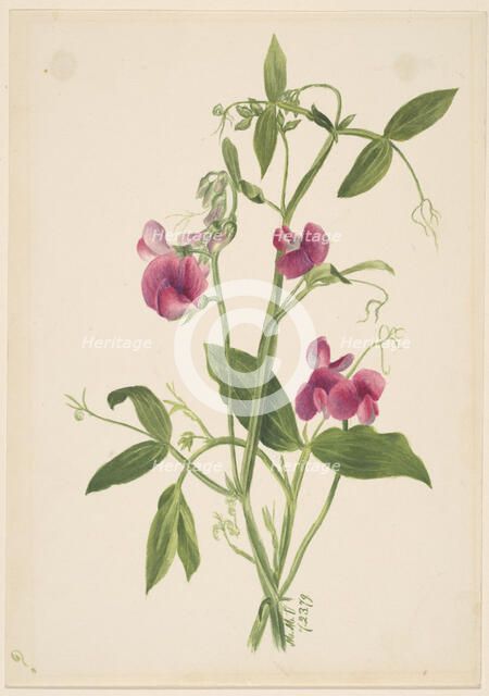 (Untitled--Flower Study), 1879. Creator: Mary Vaux Walcott.