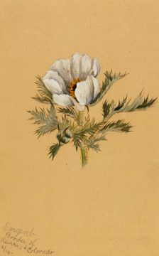 (Untitled) (Flower Study), 1883. Creator: Mary Vaux Walcott