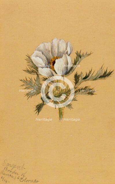 (Untitled) (Flower Study), 1883. Creator: Mary Vaux Walcott.