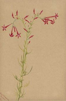 Untitled--Flower Study, 1883. Creator: Mary Vaux Walcott