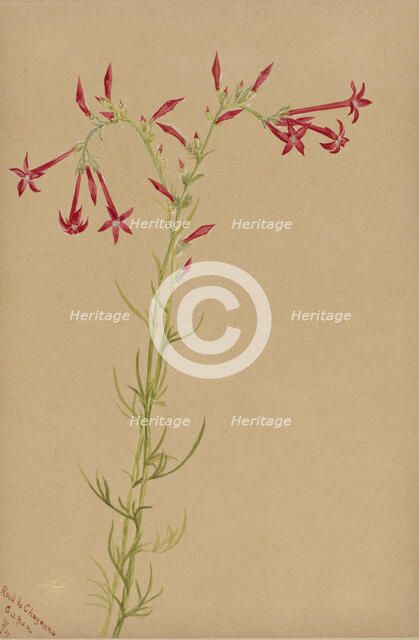 Untitled--Flower Study, 1883. Creator: Mary Vaux Walcott.