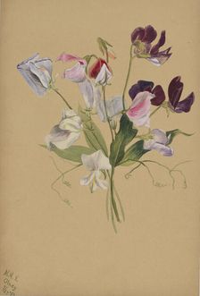 (Untitled--Flower Study), 1886. Creator: Mary Vaux Walcott