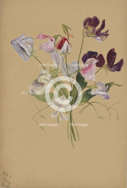 (Untitled--Flower Study), 1886. Creator: Mary Vaux Walcott.