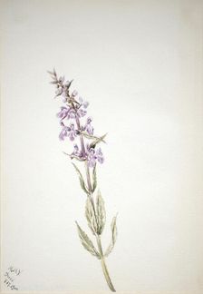 Untitled--Flower Study, 1900. Creator: Mary Vaux Walcott