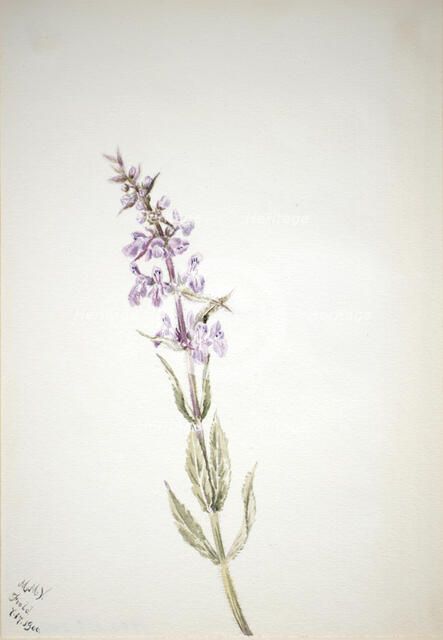 Untitled--Flower Study, 1900. Creator: Mary Vaux Walcott.