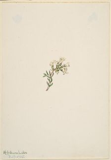 Untitled--Flower Study, 1905. Creator: Mary Vaux Walcott